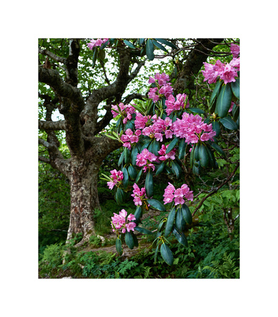Craggy Rhododendron