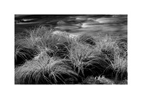 Linville River Grasses