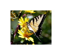 Tiger Swallowtail V