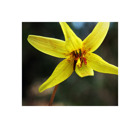 Trout Lily II
